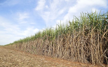 Estimativa: Safra de cana-de-açúcar deve crescer 4,7% em relação ao ano de 2025