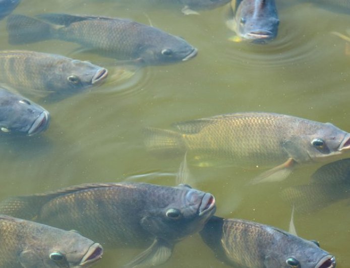 Alerta especialista: El Niño pode afetar criação de peixes e elevar risco de mortalidade em viveiros