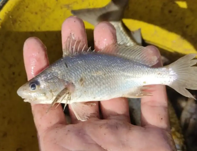 Fenômeno: Cientistas identificam taxa recorde de deformações em peixes do ES