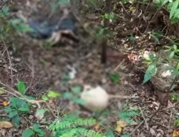 Corpo em decomposição é encontrado nas proximidades do Horto Florestal em Ponta Porã