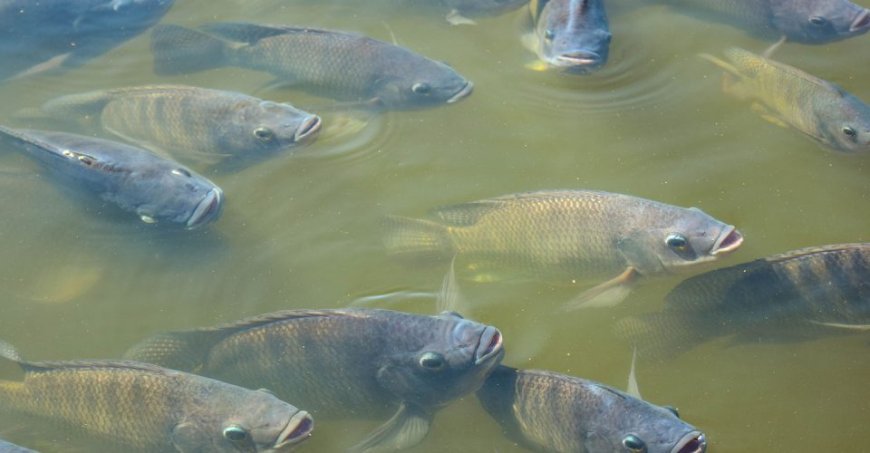 Alerta especialista: El Niño pode afetar criação de peixes e elevar risco de mortalidade em viveiros