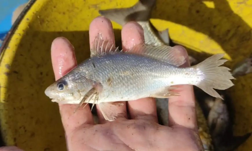 Fenômeno: Cientistas identificam taxa recorde de deformações em peixes do ES