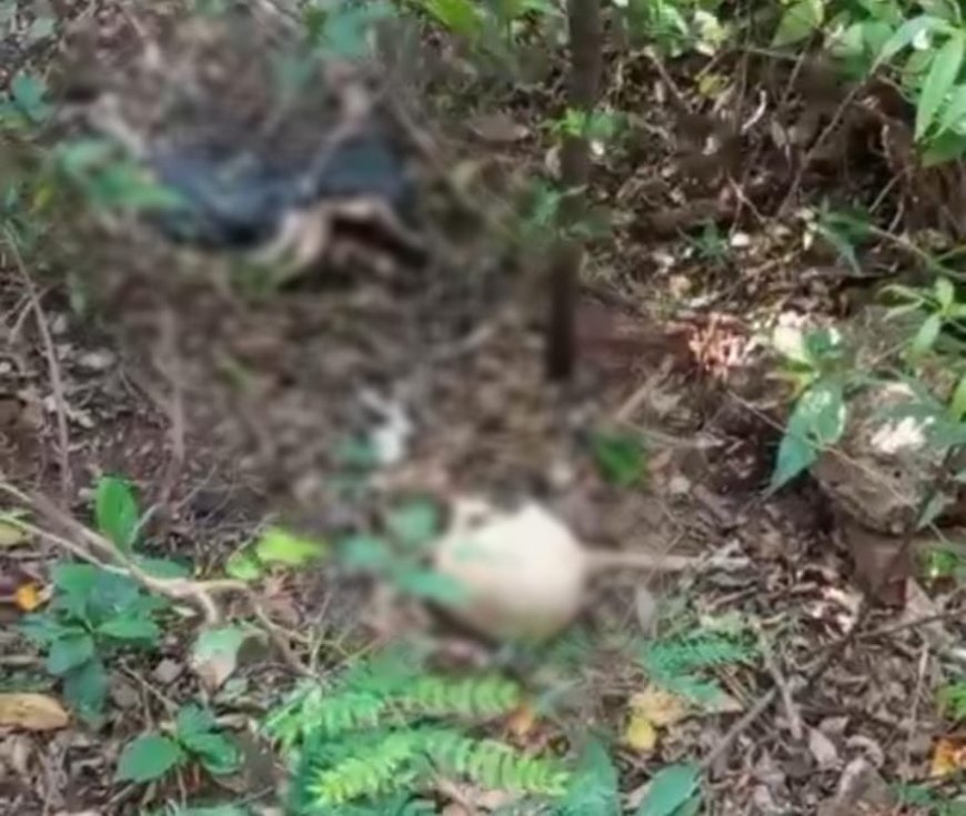 Corpo em decomposição é encontrado nas proximidades do Horto Florestal em Ponta Porã
