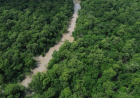 Eventos pelo país: No Dia da Amazônia, campanha pede que eleitor vote por floresta em pé