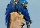 Natureza: MS lidera contagem de araras-azuis no Brasil