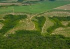 Relatório: Agricultura ganha 11 milhões de hectares em 41 anos na Mata Atlântica