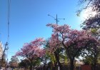 Segunda-feira: Calor de até 42°C toma conta de Mato Grosso do Sul