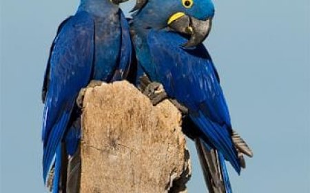 Natureza: MS lidera contagem de araras-azuis no Brasil