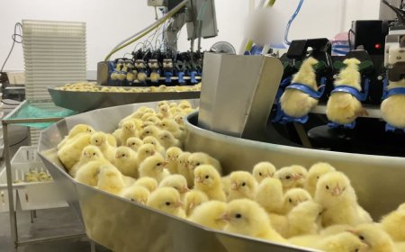 Mercy For Animals: Investigação expõe trituração de pintinhos na indústria de ovos