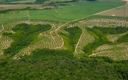 Relatório: Agricultura ganha 11 milhões de hectares em 41 anos na Mata Atlântica
