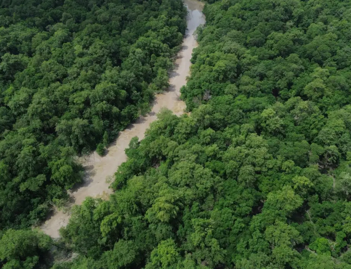 Eventos pelo país: No Dia da Amazônia, campanha pede que eleitor vote por floresta em pé