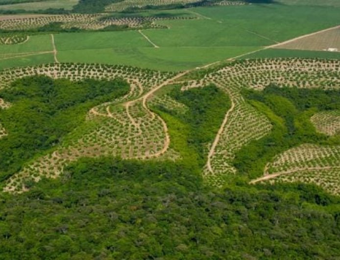 Relatório: Agricultura ganha 11 milhões de hectares em 41 anos na Mata Atlântica