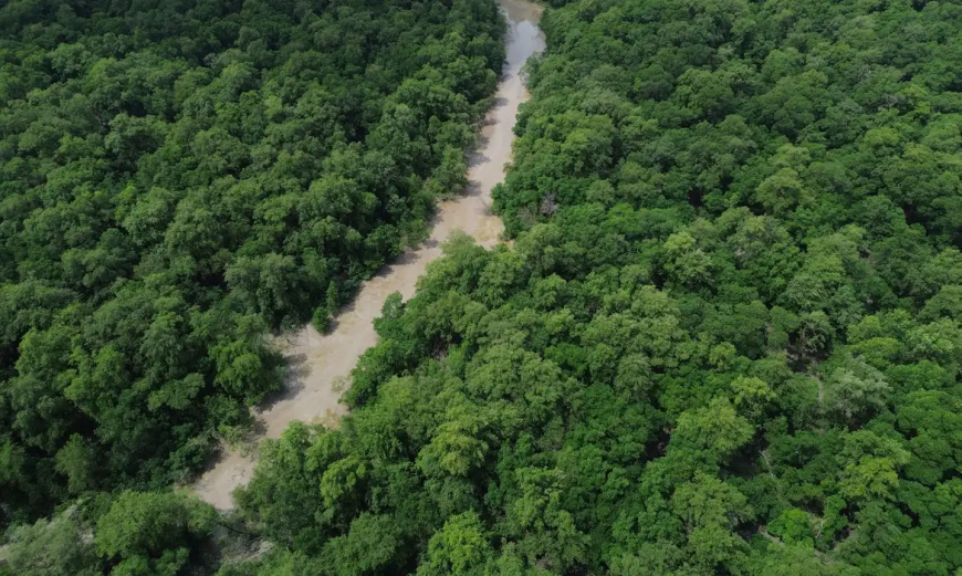 Eventos pelo país: No Dia da Amazônia, campanha pede que eleitor vote por floresta em pé