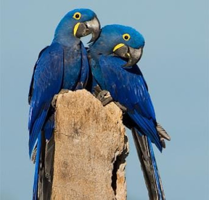 Natureza: MS lidera contagem de araras-azuis no Brasil