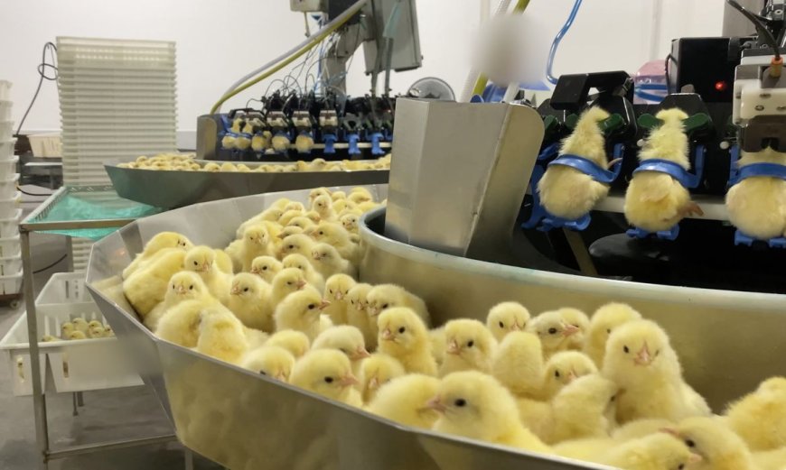 Mercy For Animals: Investigação expõe trituração de pintinhos na indústria de ovos