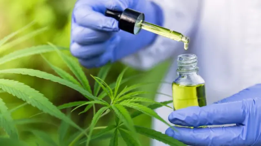 Evento: Para associações, normas ainda deixam pontos em aberto sobre cannabis