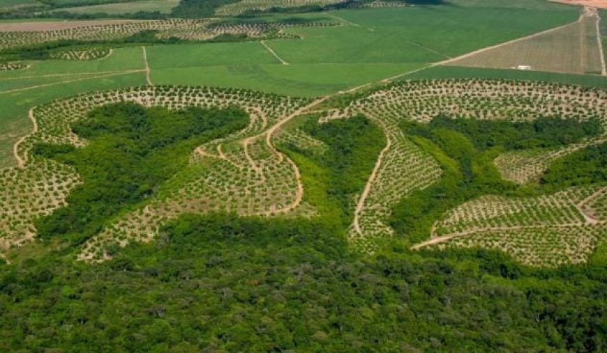 Relatório: Agricultura ganha 11 milhões de hectares em 41 anos na Mata Atlântica
