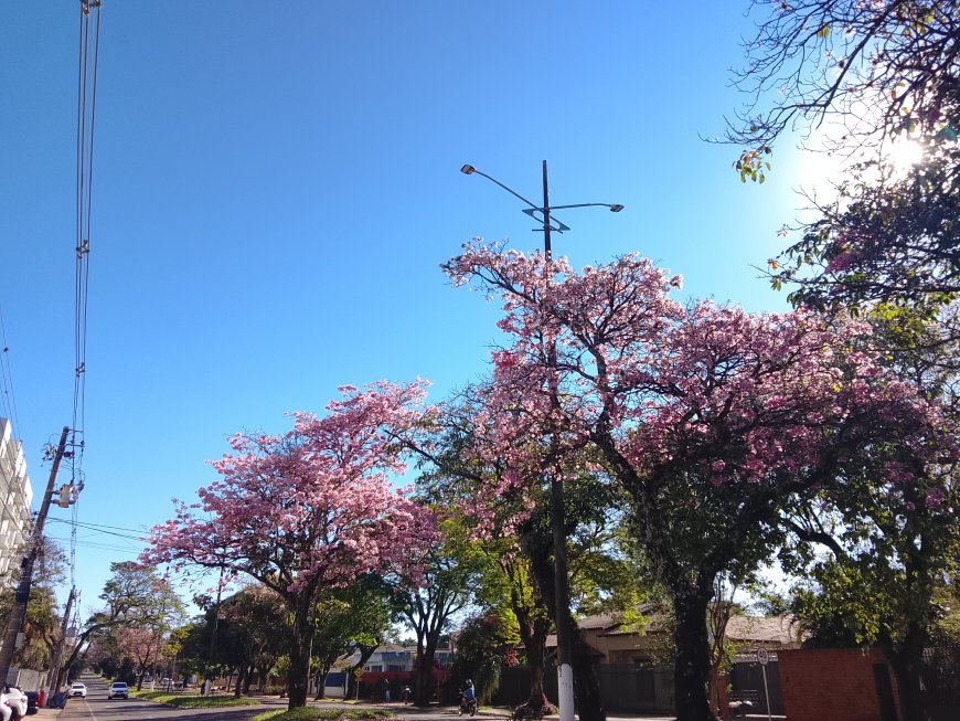 Segunda-feira: Calor de até 42°C toma conta de Mato Grosso do Sul