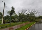 Dourados: Tempestade derruba árvores e mobiliza equipes no início da manhã de eleição