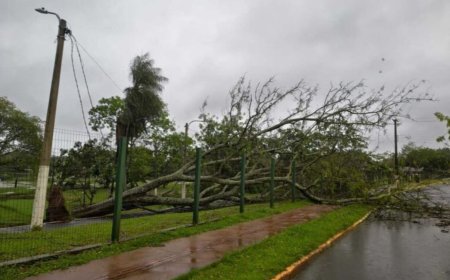 Dourados: Tempestade derruba árvores e mobiliza equipes no início da manhã de eleição