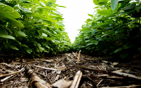 Dados ANPII BIO: Mercado de bioinsumos deve fechar 2026 com alta de até 7% em valor e 10% em volume