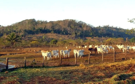Em 2025, atividade ocupava 65,2 milhões de hectares: Agropecuária ocupa territórios próximos aos preservados na Amazônia