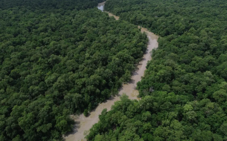 Dados do Inpe: Desmatamento cai 41,8% na Amazônia e 23,8% no Cerrado em um ano