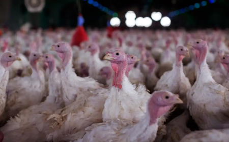 Estabelecimento avícola de perus foi interditado: Agricultura confirma foco de doença de Newcastle em Santa Catarina