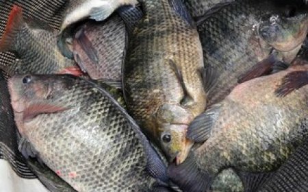 Psicultura: Melhoramento genético faz tilápia ganhar 39% mais peso