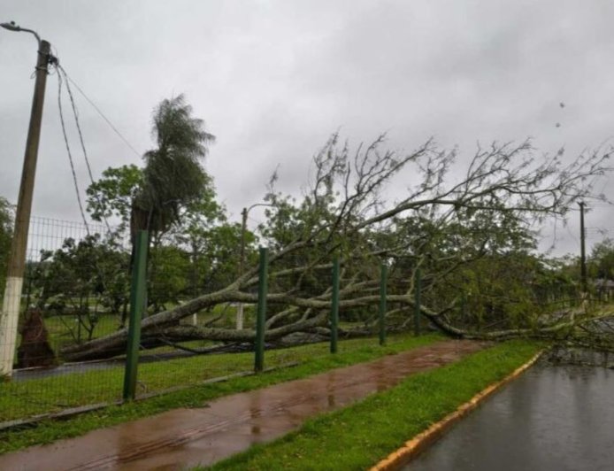 Dourados: Tempestade derruba árvores e mobiliza equipes no início da manhã de eleição