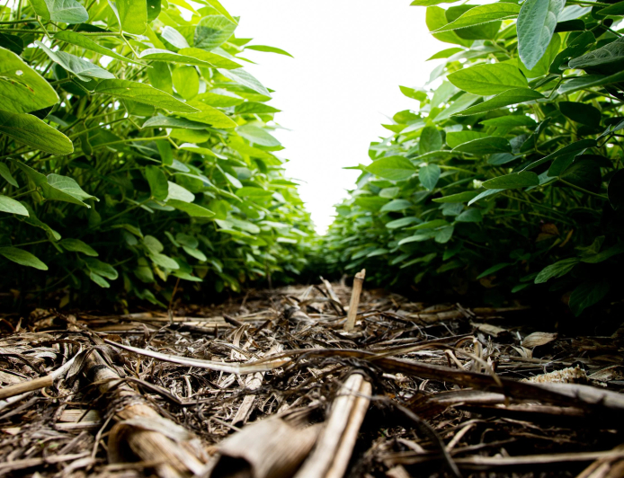 Dados ANPII BIO: Mercado de bioinsumos deve fechar 2026 com alta de até 7% em valor e 10% em volume