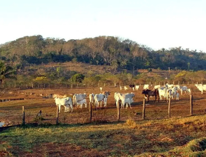 Em 2025, atividade ocupava 65,2 milhões de hectares: Agropecuária ocupa territórios próximos aos preservados na Amazônia