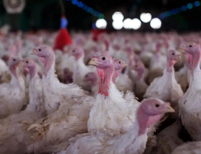 Estabelecimento avícola de perus foi interditado: Agricultura confirma foco de doença de Newcastle em Santa Catarina