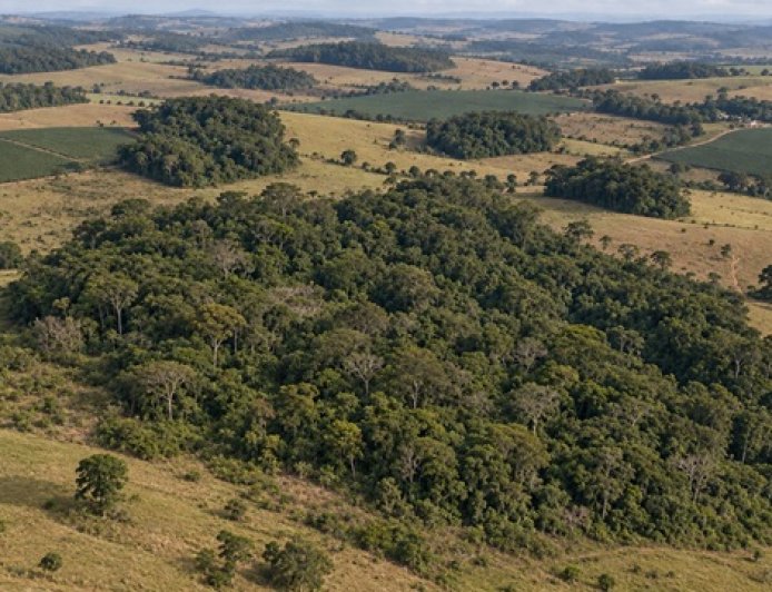 287 hectares, em 1986, para 163 hectares em 2024: Brasil diminui área de vegetação nativa fragmentada em 43%