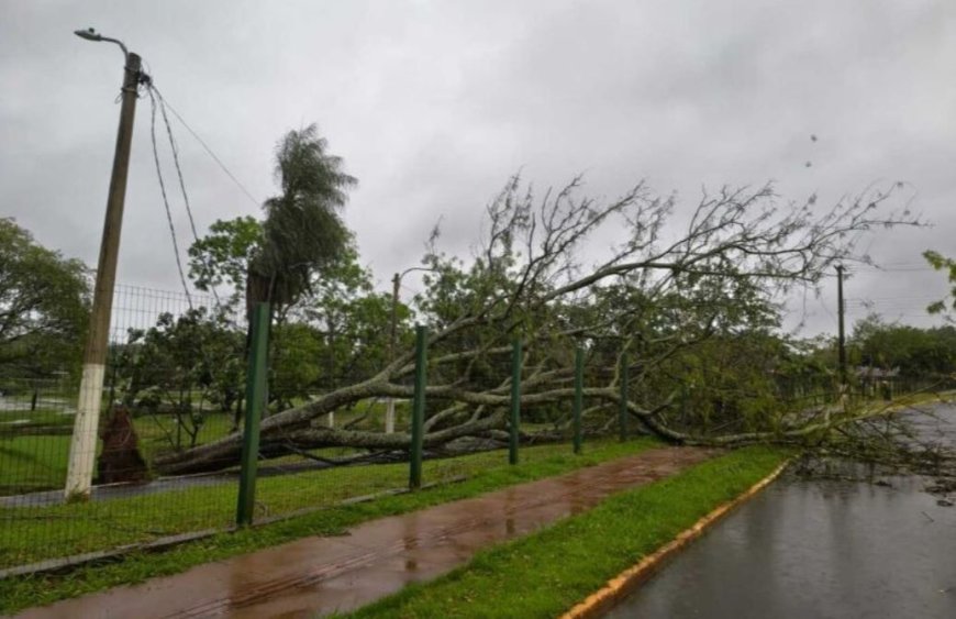Dourados: Tempestade derruba árvores e mobiliza equipes no início da manhã de eleição