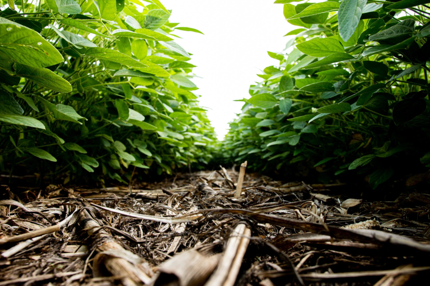 Dados ANPII BIO: Mercado de bioinsumos deve fechar 2026 com alta de até 7% em valor e 10% em volume