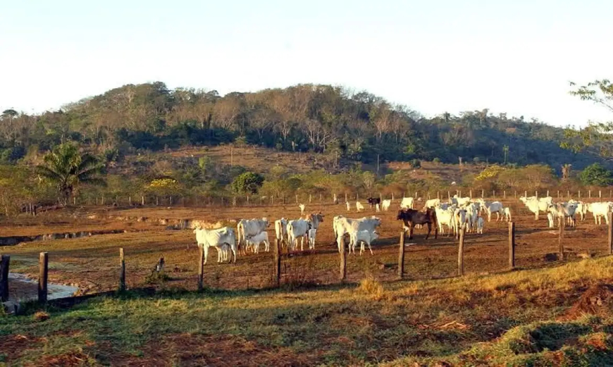Em 2025, atividade ocupava 65,2 milhões de hectares: Agropecuária ocupa territórios próximos aos preservados na Amazônia