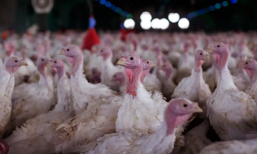 Estabelecimento avícola de perus foi interditado: Agricultura confirma foco de doença de Newcastle em Santa Catarina