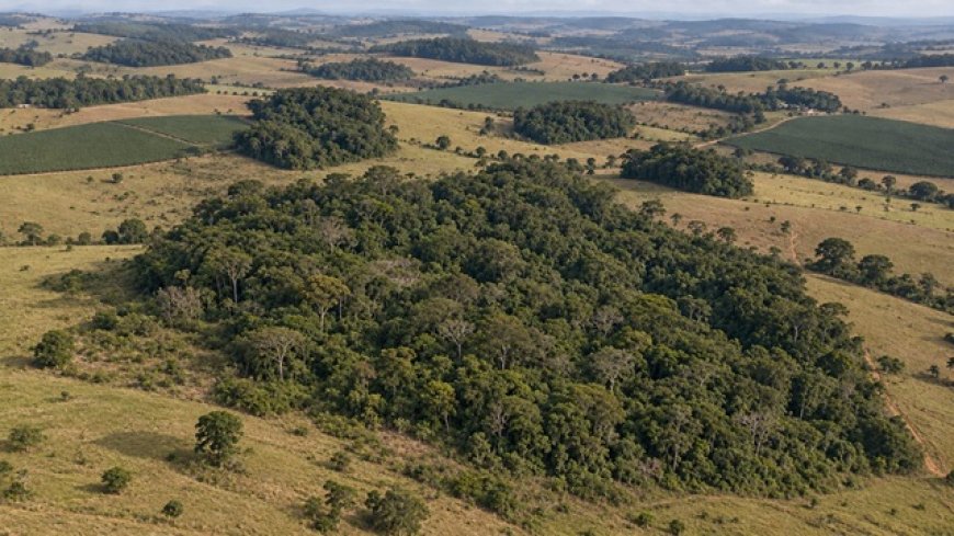 287 hectares, em 1986, para 163 hectares em 2024: Brasil diminui área de vegetação nativa fragmentada em 43%